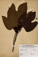 藏品(廣東油桐)的圖片